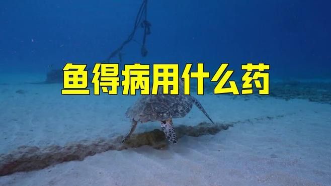 龍魚急救時，哪些藥物是必需的？