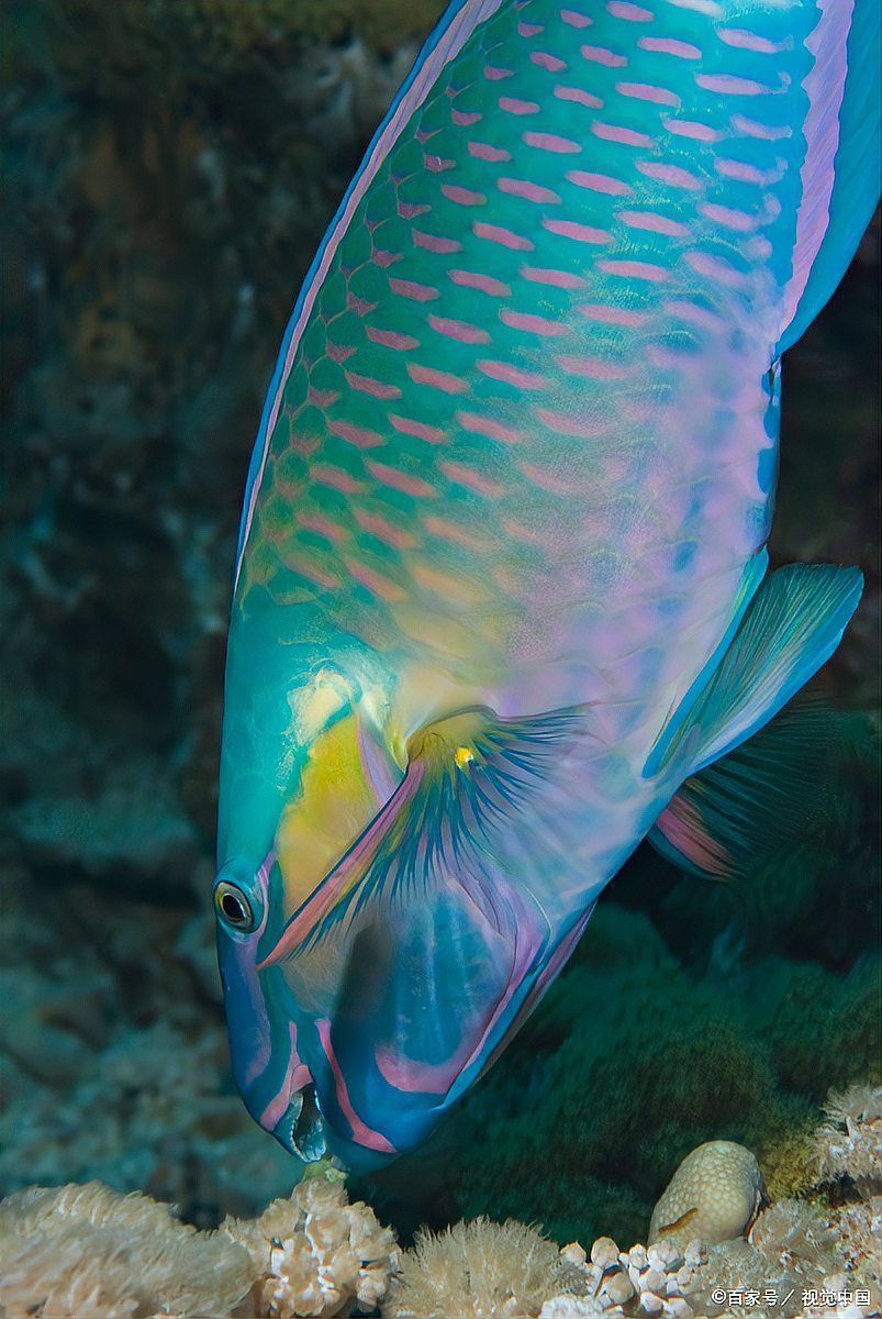 小銀龍魚水溫多少合適喂食