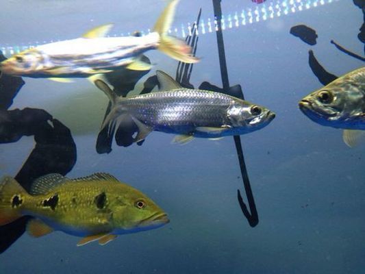 泰龐海鰱魚養殖缸體積標準：泰龐海鰱養殖缸體積標準是確保其健康成長的關鍵因素