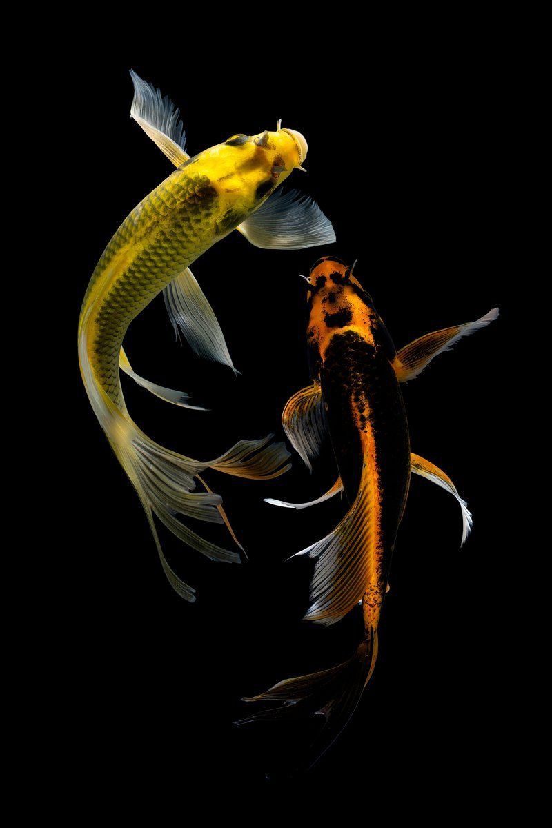 金魚顏色的風水寓意 金魚顏色的風水寓意 龍魚百科 第7張