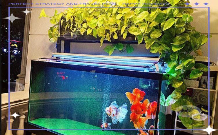 金魚顏色的風水寓意 金魚顏色的風水寓意 龍魚百科 第5張