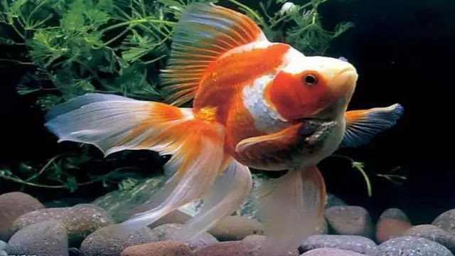 金魚顏色的風水寓意 金魚顏色的風水寓意 龍魚百科 第23張