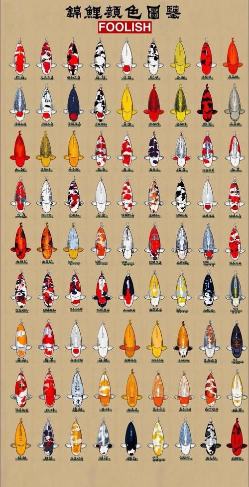 如何挑選高品質(zhì)的龍魚和錦鯉？