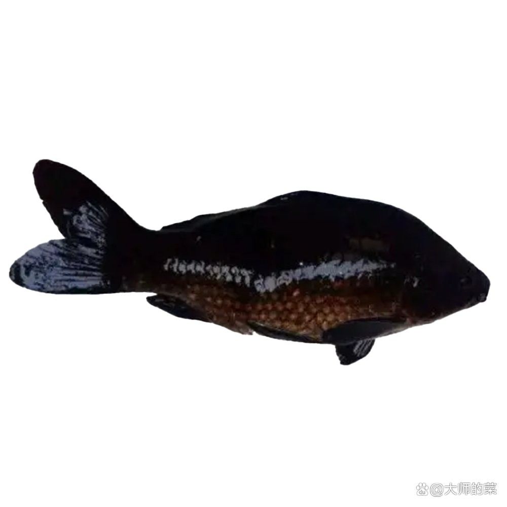 如何挑選高品質(zhì)的龍魚和錦鯉？