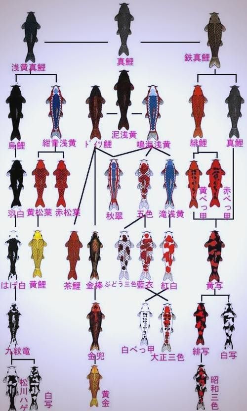 如何挑選高品質(zhì)的龍魚和錦鯉？