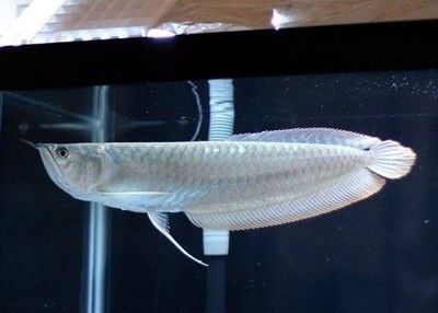 紅龍魚的營養價值（紅龍魚的營養價值與作用）