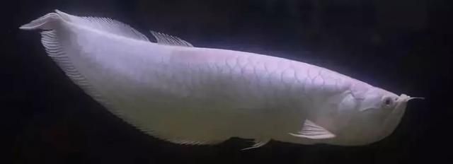 觀賞魚紅龍魚和白龍魚多少錢一條?。杭t龍魚價格一般在1500-2000元之間