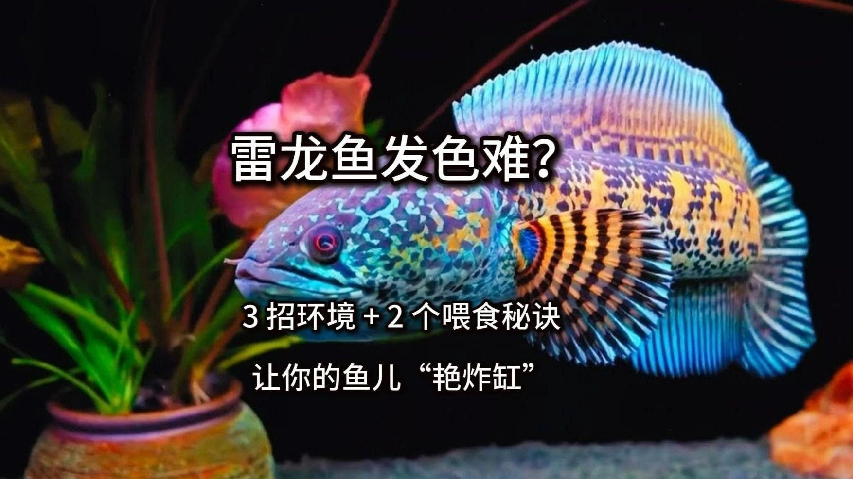 龍魚(yú)發(fā)色技巧