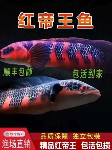 紅帝王雷龍魚價格表和圖片