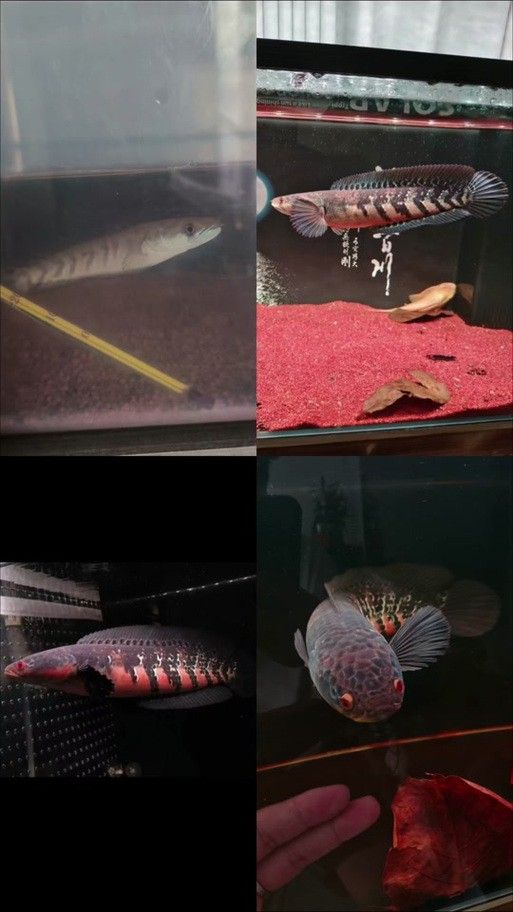 紅帝王雷龍魚價格表和圖片