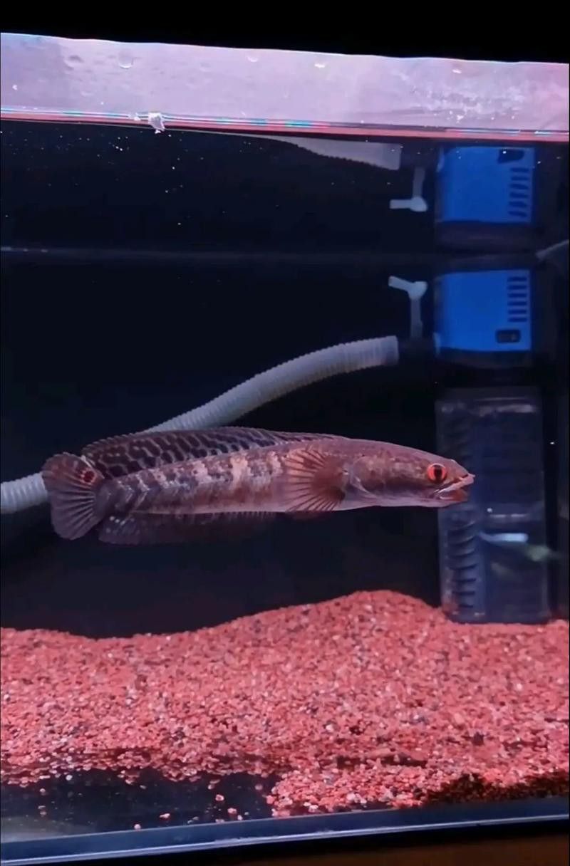 紅帝王雷龍魚價格表和圖片