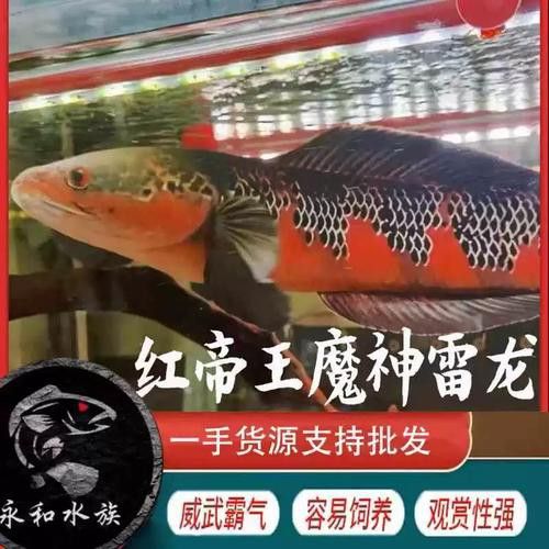 紅帝王雷龍魚價格表和圖片
