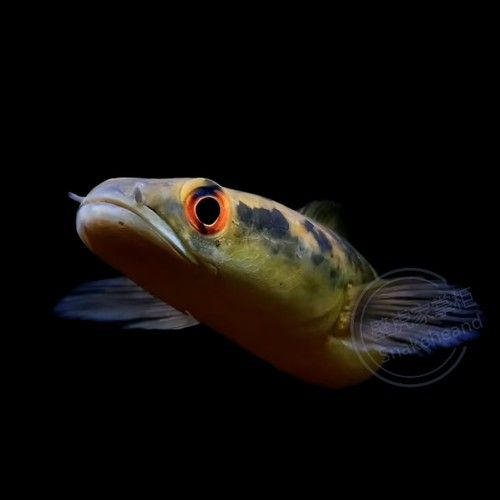 紅帝王雷龍魚價格表和圖片