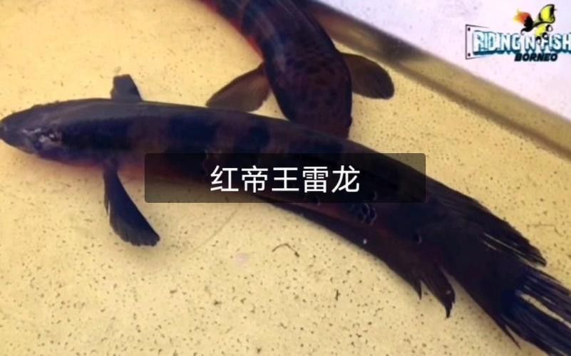 紅帝王雷龍魚價格表和圖片