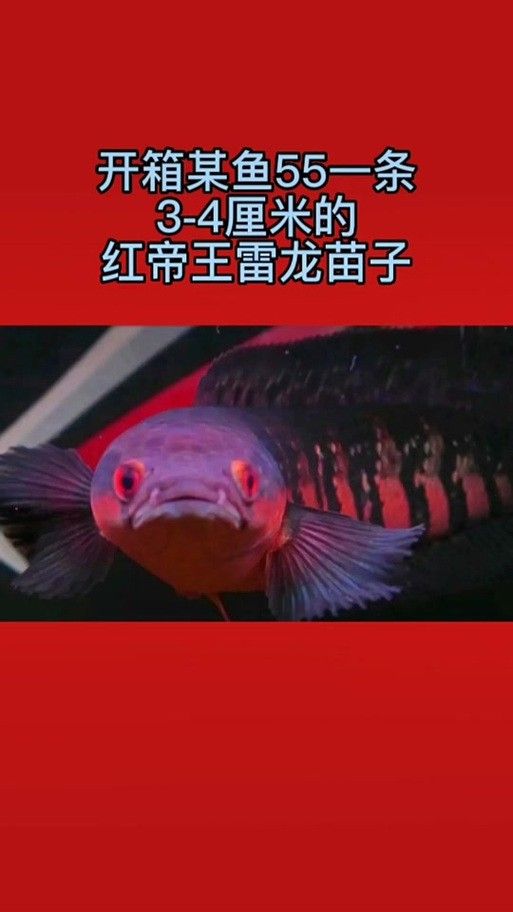 紅帝王雷龍魚價格表和圖片