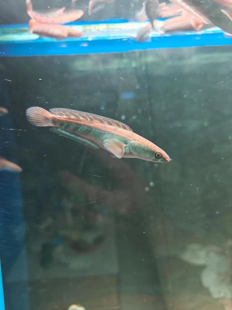 紅帝王雷龍魚價格表和圖片