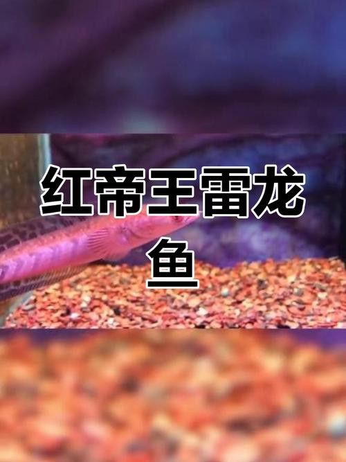 紅帝王雷龍魚價格表和圖片