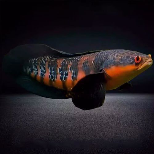 紅帝王雷龍魚價格表和圖片