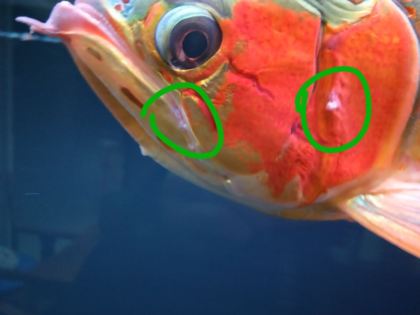 龍魚身上有寄生蟲怎么治療好的快些：龍魚身上有寄生蟲怎么辦