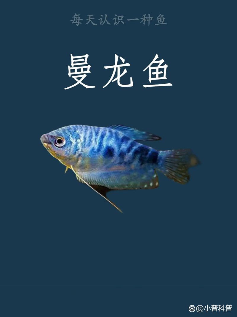 如何判斷藍龍魚是否性成熟？