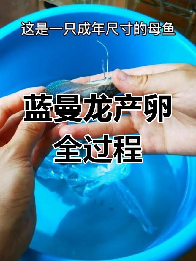 如何判斷藍龍魚是否性成熟？