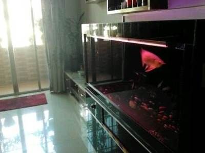 紅龍魚總在缸底游（紅龍魚為什么總在缸底游動）