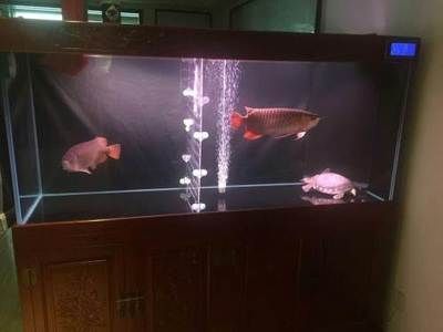 紅龍魚總在缸底游（紅龍魚為什么總在缸底游動）