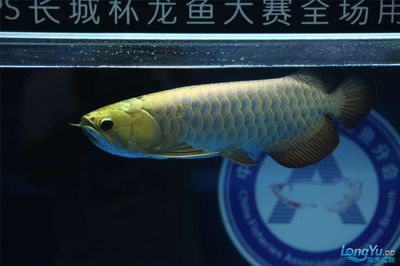 2024長(zhǎng)城龍魚錦標(biāo)賽：2024“長(zhǎng)城杯”世界龍魚錦標(biāo)賽冠軍賣價(jià)108萬(wàn)