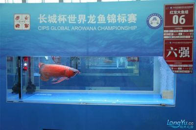 2024長(zhǎng)城龍魚錦標(biāo)賽：2024“長(zhǎng)城杯”世界龍魚錦標(biāo)賽冠軍賣價(jià)108萬(wàn)