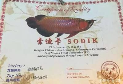 龍魚掉鱗潰爛怎么回事：-龍魚掉鱗潰爛是一種常見的喂食方式