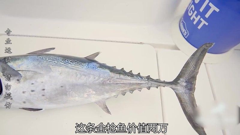 龍躉的價格是多少？