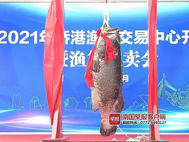 龍躉的價格是多少？