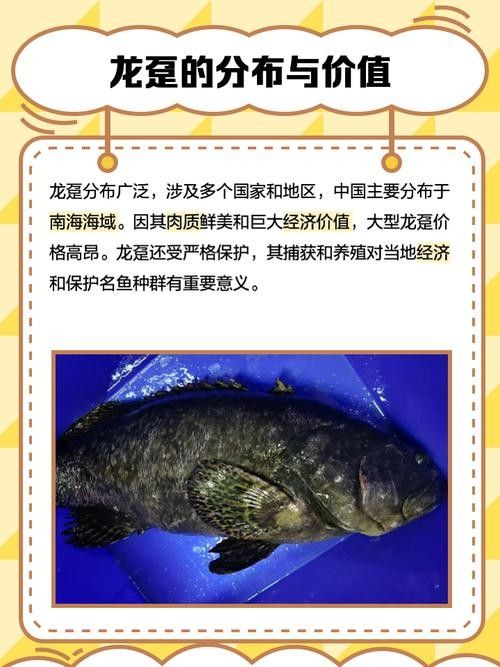 龍躉的價格是多少？