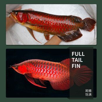 藍底紅龍魚，如何辨別藍底紅龍魚品質
