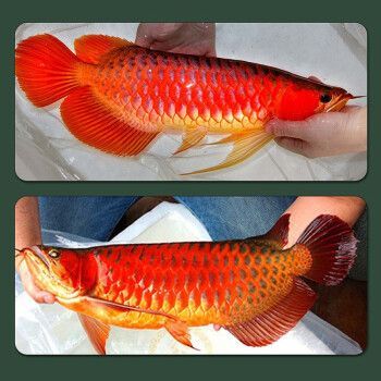 藍底紅龍魚，如何辨別藍底紅龍魚品質