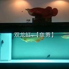 龍魚(yú)挪缸幾天喂食一次：龍魚(yú)挪缸后的喂食頻率應(yīng)該怎么調(diào)整？