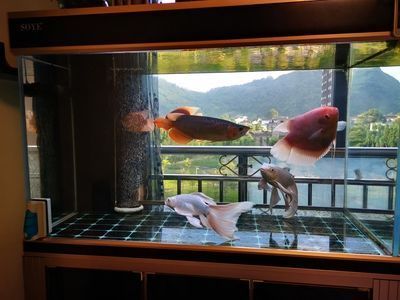 龍魚(yú)挪缸幾天喂食一次：龍魚(yú)挪缸后的喂食頻率應(yīng)該怎么調(diào)整？