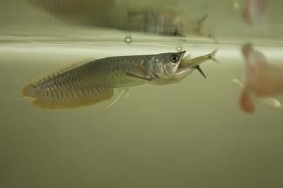 40厘米銀龍魚喂食量（40厘米的銀龍魚喂食頻率和量應該相對減少）