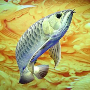 古典藍底金龍魚價格多少錢一包：古典藍底金龍魚價格多少錢一包古典藍底金龍魚價格多少錢一包