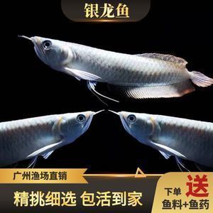 廣州最大龍魚漁場（廣州呈千祥龍魚漁場排名廣州呈千祥龍魚漁場、祥龍魚場）