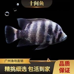 廣州最大龍魚漁場（廣州呈千祥龍魚漁場排名廣州呈千祥龍魚漁場、祥龍魚場）
