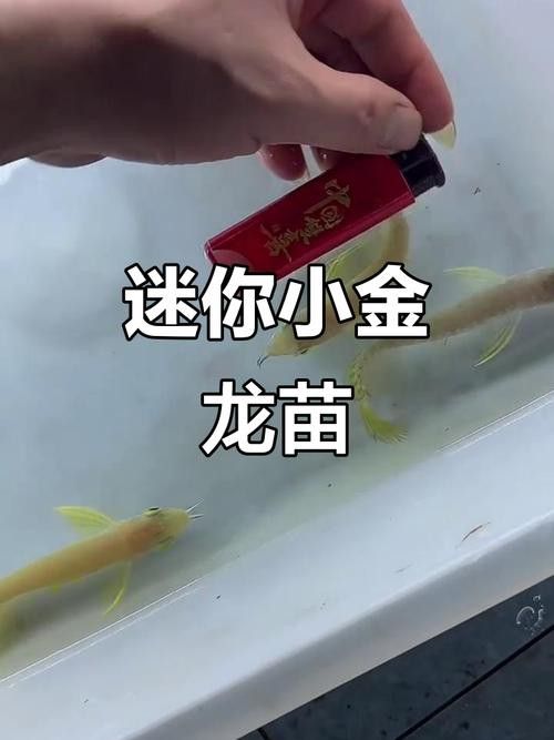 金龍魚小苗多少錢一條圖片