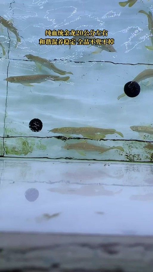金龍魚小苗多少錢一條圖片