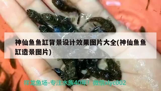 神仙魚魚缸背景設計效果圖片大全(神仙魚魚缸造景圖片)