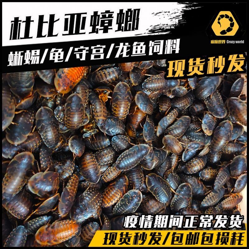 龍魚吃啥能變色啊：如何判斷龍魚食物新鮮，紅龍魚暗環境布置技巧