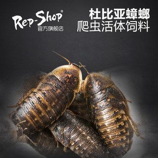 龍魚吃啥能變色啊：如何判斷龍魚食物新鮮，紅龍魚暗環境布置技巧