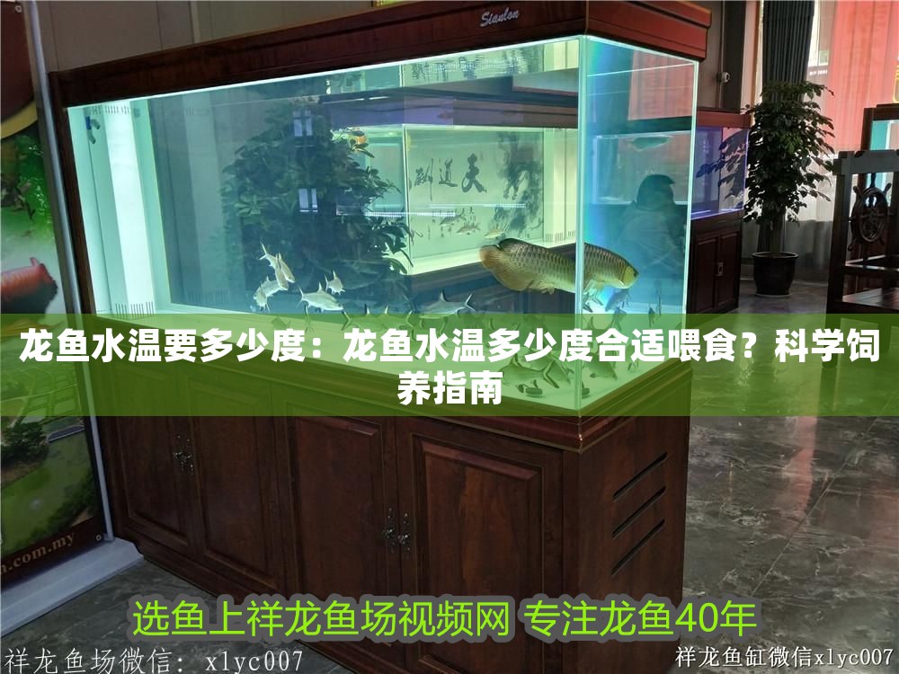 龍魚水溫要多少度：龍魚水溫多少度合適喂食？科學(xué)飼養(yǎng)指南