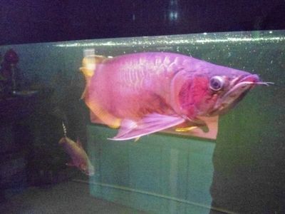 紅龍魚和金龍魚哪個好看（紅龍魚和金龍魚各有其獨特的美麗之處哪個更好看）