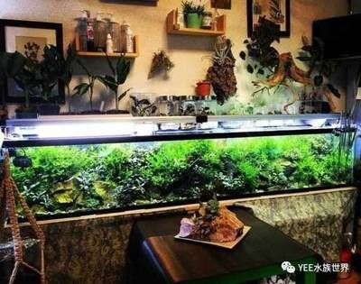 水草魚缸需要換水嗎，水草魚缸換水前后注意事項