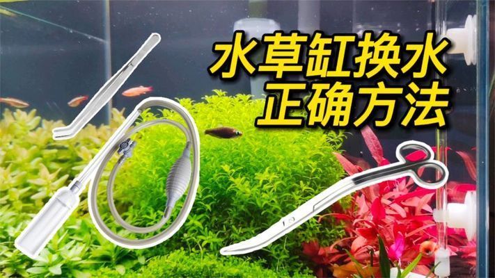 水草魚缸需要換水嗎，水草魚缸換水前后注意事項